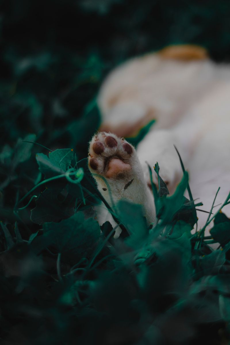 Puppy Pads Are Especially Tender