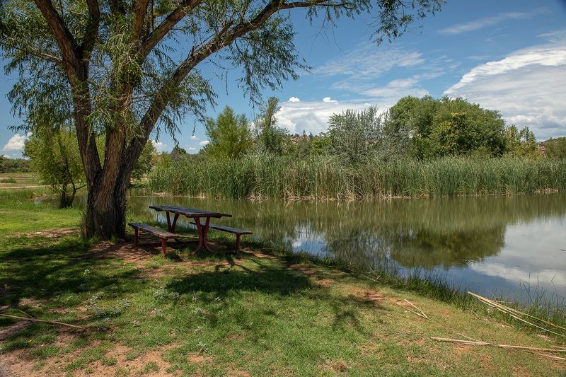 Dead Horse Ranch State Park, Cottonwood