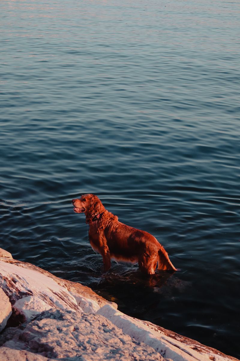 Curly-Coated Retriever