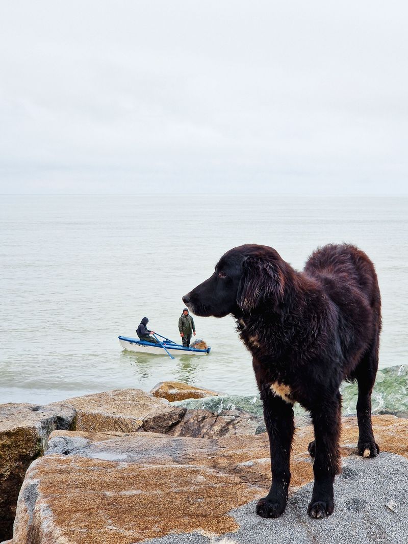 Newfoundland