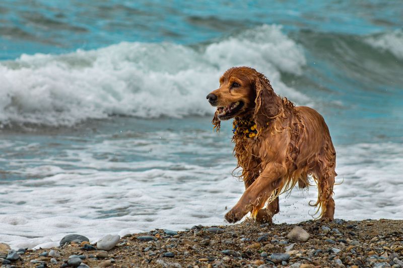 American Cocker Spaniel