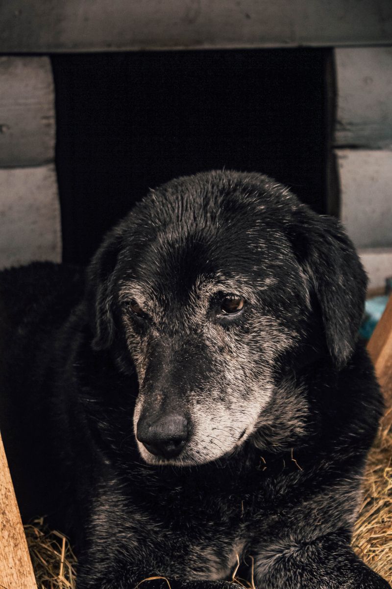 Seniors, Heavier Dogs, And Thick Coats Get Lighter Plans