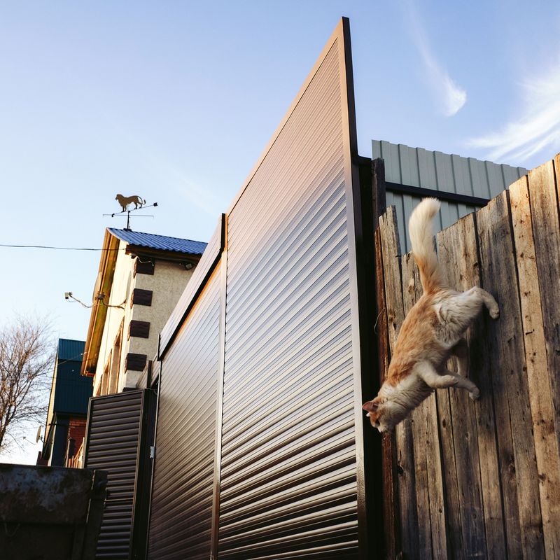 Fences Help, But They Are Not Foolproof