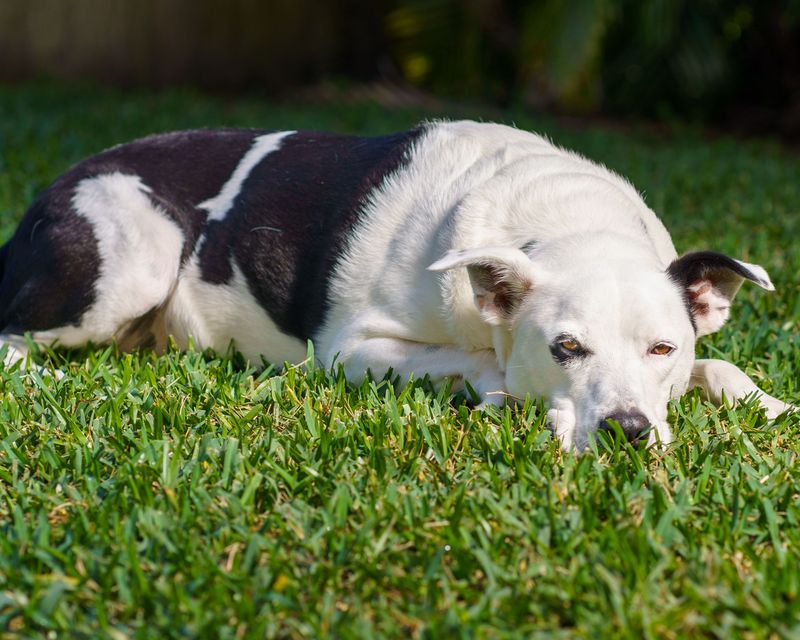 Being in Your Yard Alone Does Not Make a Dog Dangerous