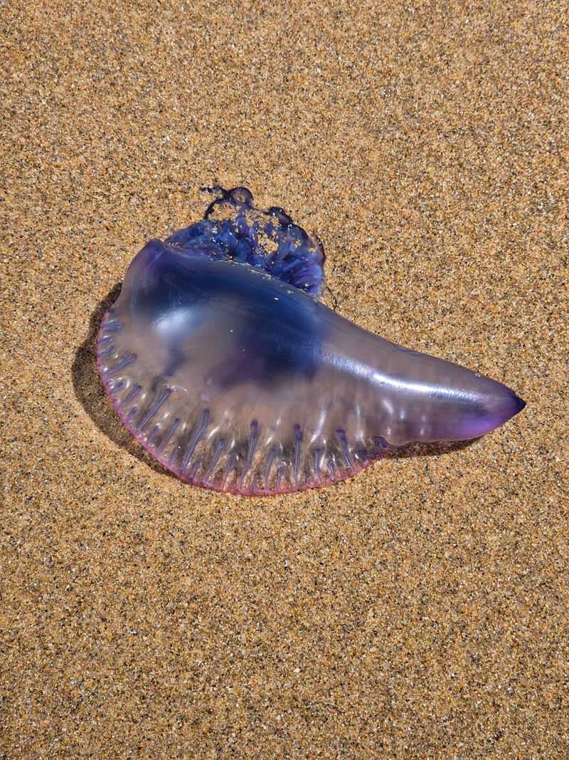 Beach Days Bring Hazards Beyond Just the Heat