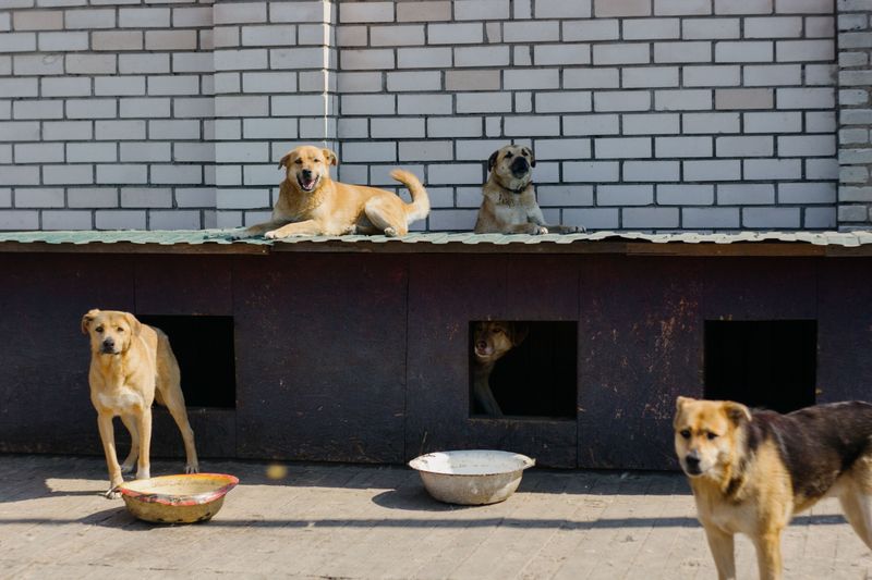 Dogs Are Legally Considered Domestic Animals in Florida