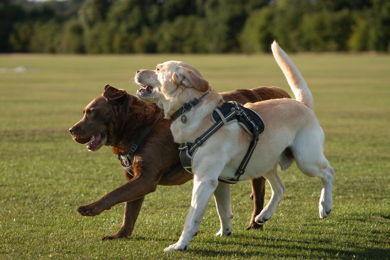 Winchester: Wetland Boardwalks and a Two-Section Dog Park