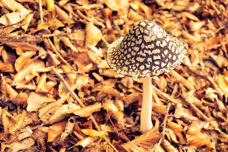 Panther Cap (Amanita pantherina)