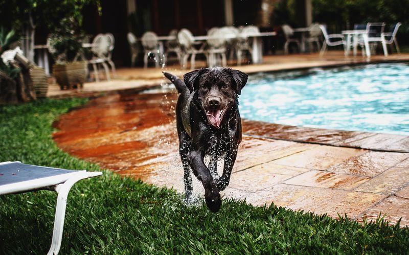 Rinse Your Dog with Fresh Water After Swimming