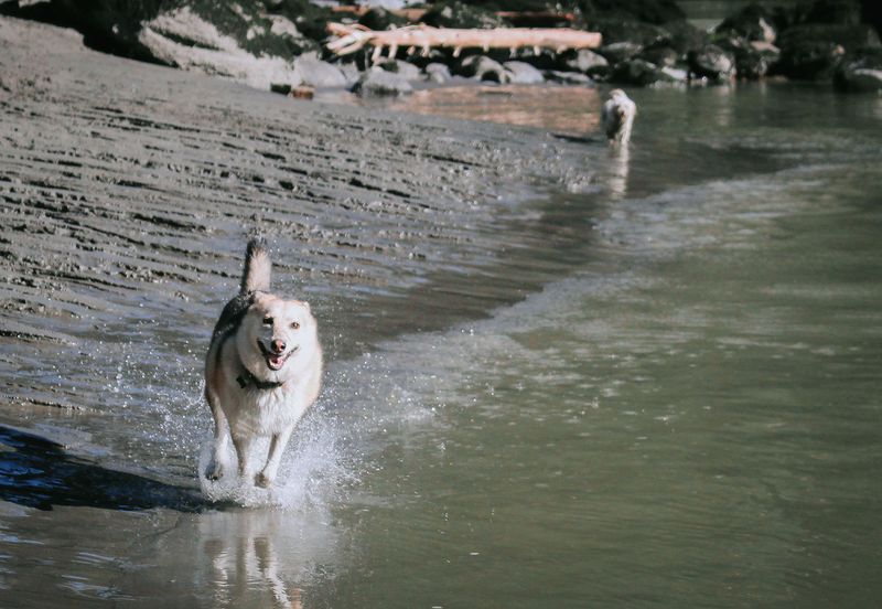 Discover Wild Beauty at Dosewallips State Park
