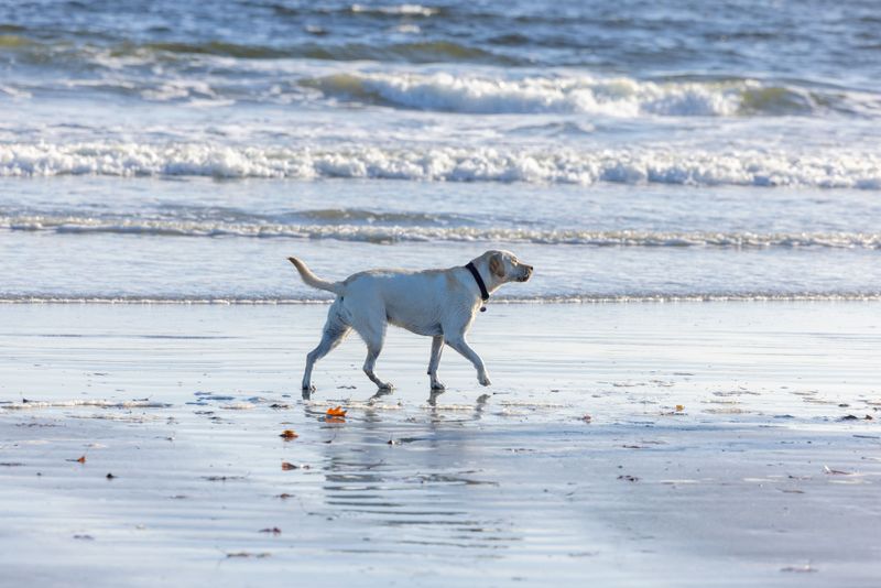 Isle of Palms Beach