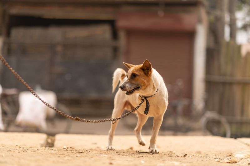 Unsafe Tethering Crosses Into Cruelty
