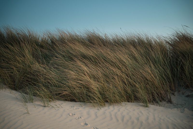 Dune Grass Counts As Tick Country