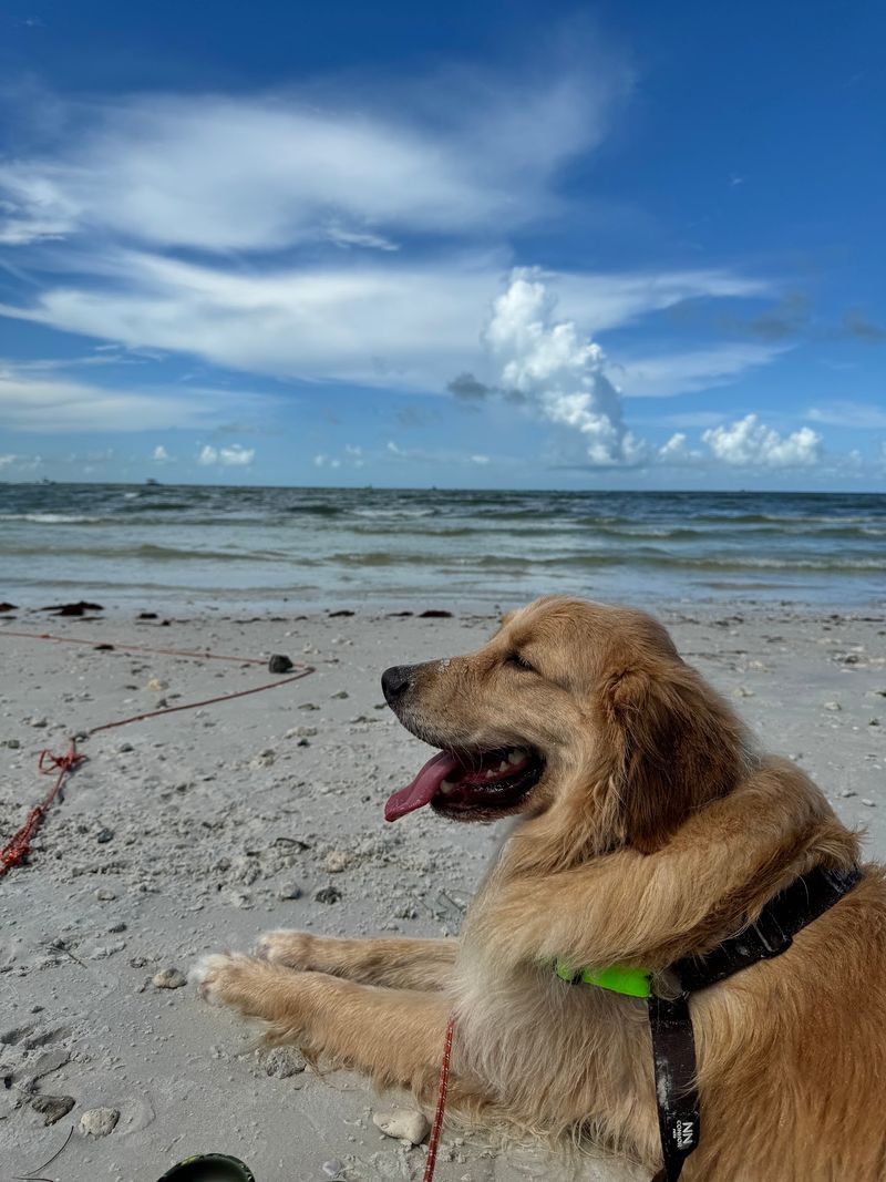 Honeymoon Island State Park Pet Beach, Dunedin