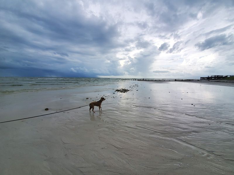 Honeymoon Island State Park Offers a Rare Dog-Friendly Beach