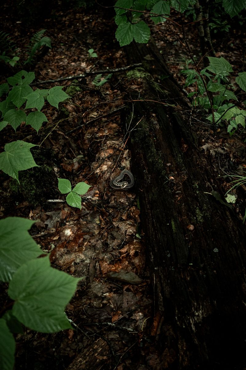 Copperheads Turn Up In Every County