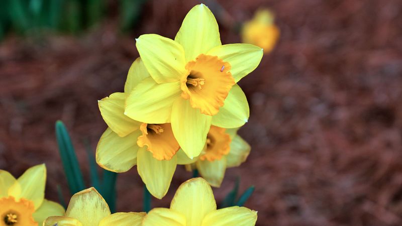 Daffodil
