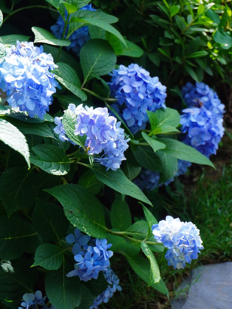Hydrangea