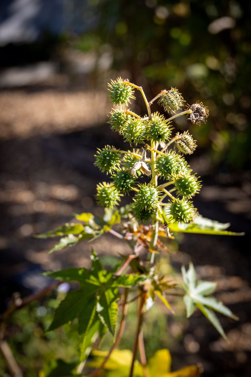 Castor Bean Plants Are Not Backyard-Friendly for Dogs