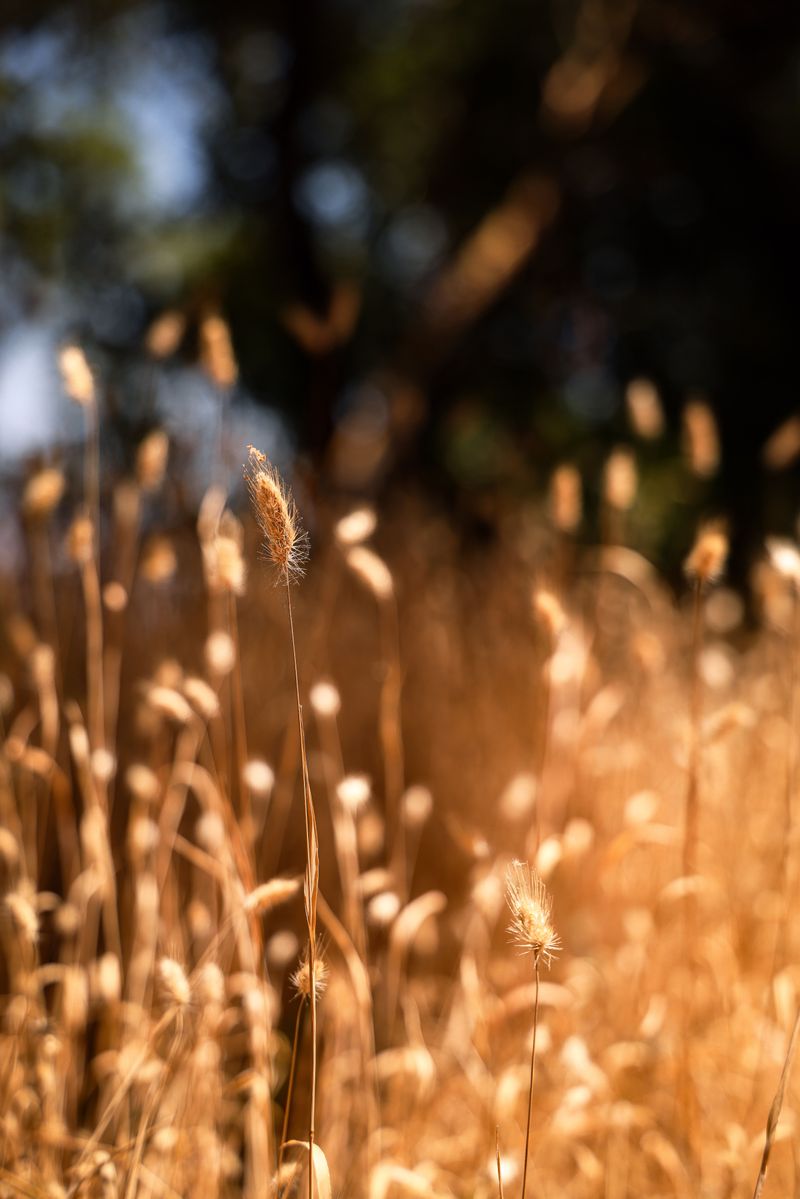 Why Summer Makes Foxtails More Dangerous