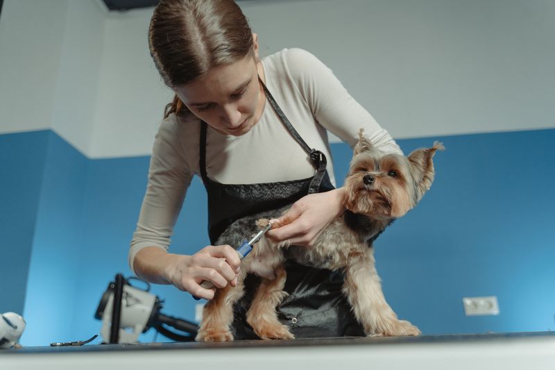 Long-Haired Dogs Need Extra Grooming Attention