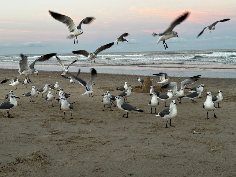 South Padre Island: Sun, Sand, and Salty Paws