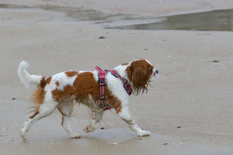 Cavalier King Charles Spaniel: Ferry Ride Favorite