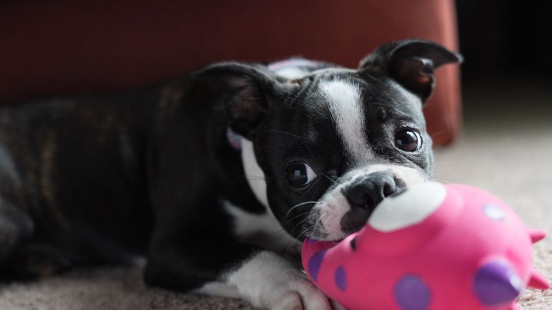 Boston Terriers Are Playful Without Needing Huge Spaces