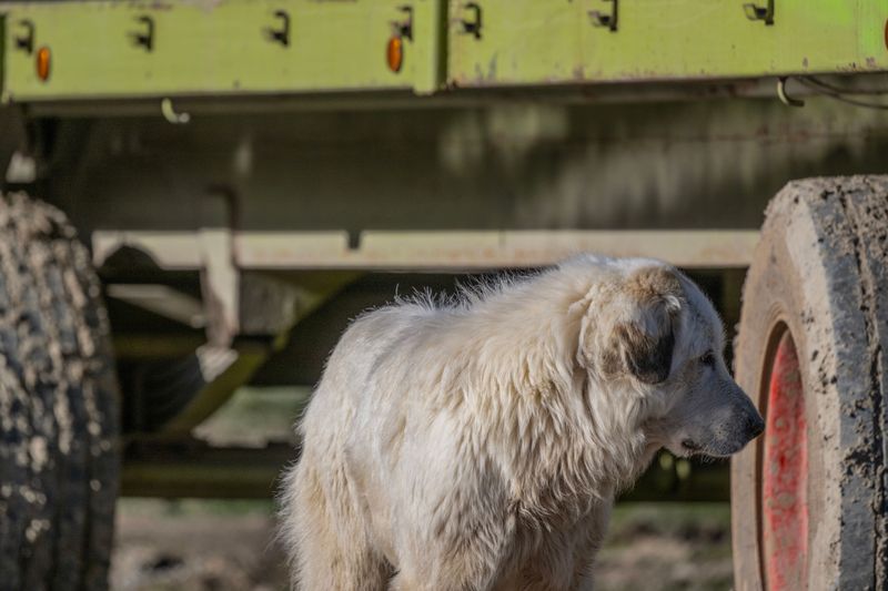 Steer Clear of Sick or Deceased Animals
