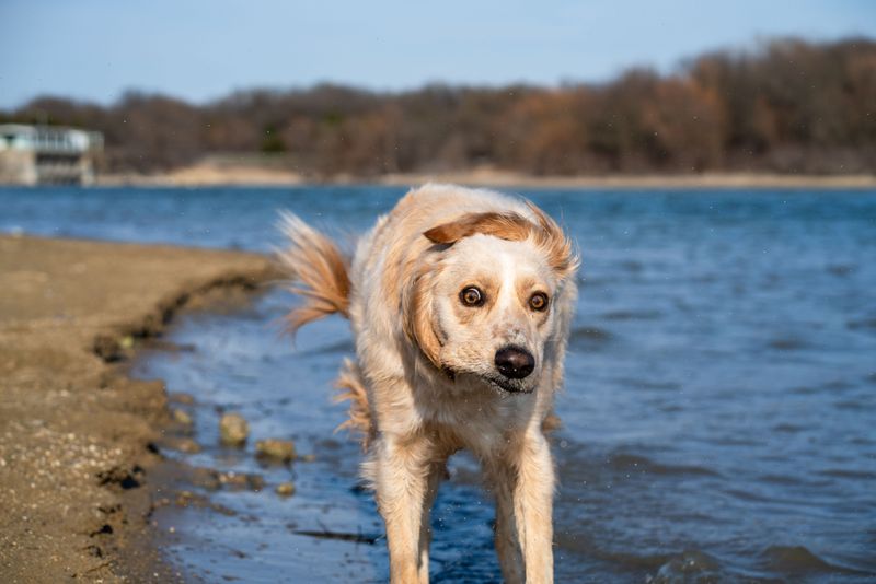 Wet Dogs Need a Safe Exit