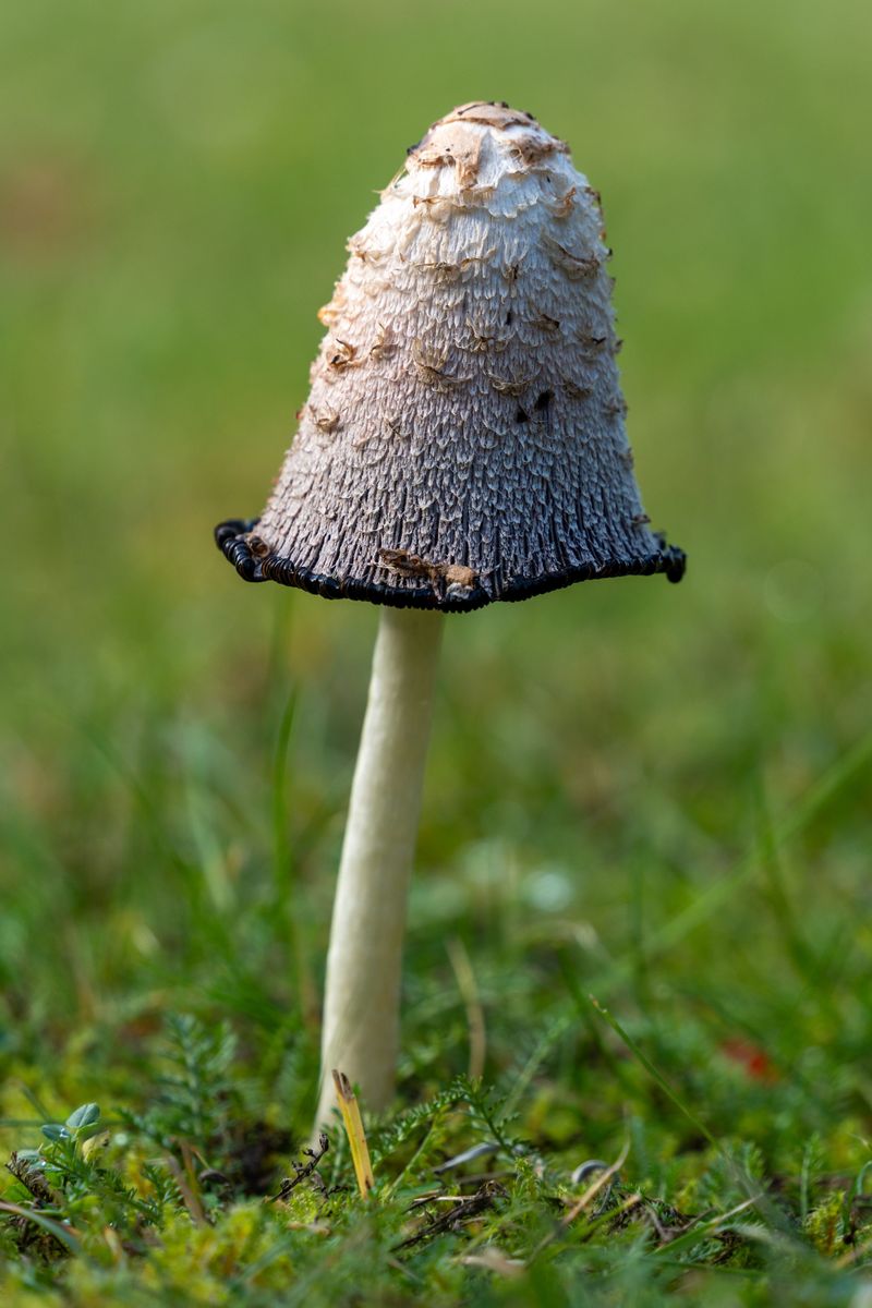 Inky Cap (Coprinopsis atramentaria)
