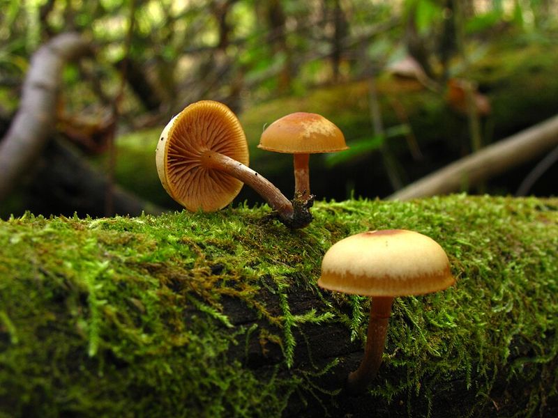Galerina autumnalis