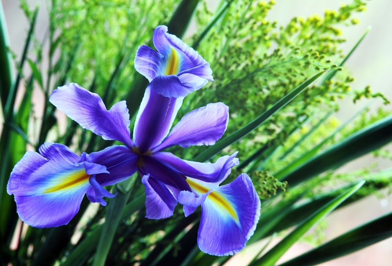 Iris
