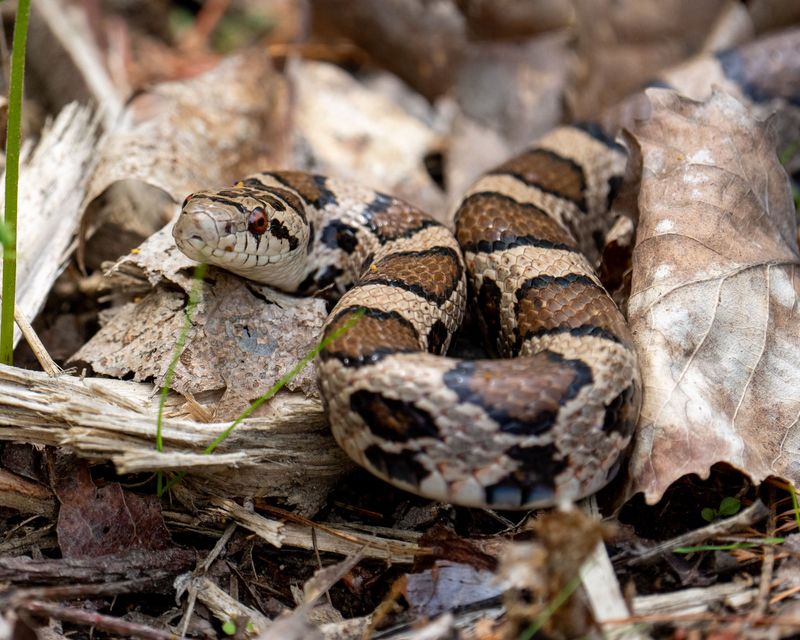 Copperheads Turn Up In Ordinary Suburban Yards