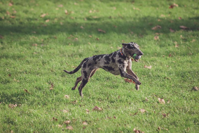 Catahoula Leopard Dog