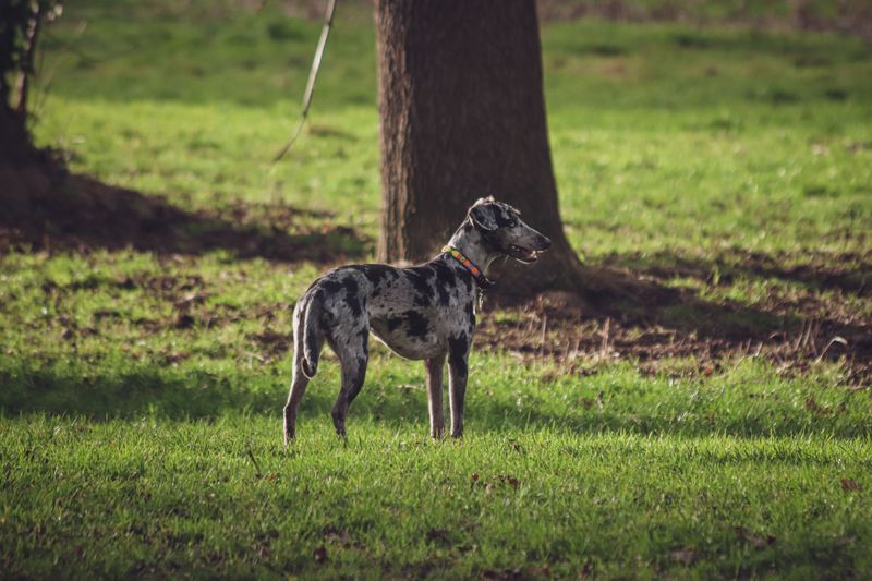 Catahoula Leopard Dog