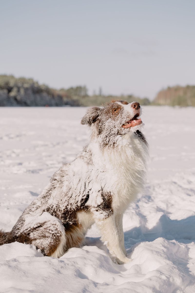 Australian Shepherd Needs Room To Burn Energy