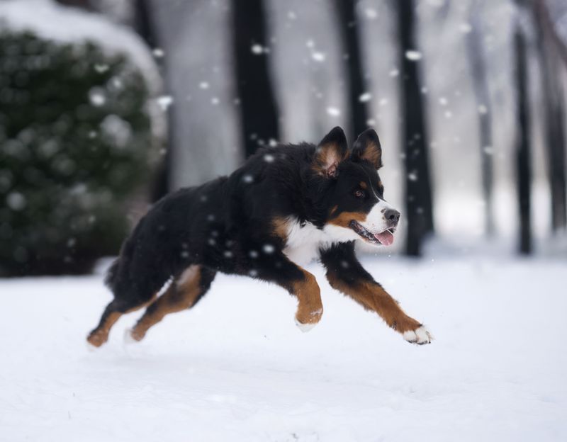 Bernese Mountain Dogs Feel At Home In Michigan Winters