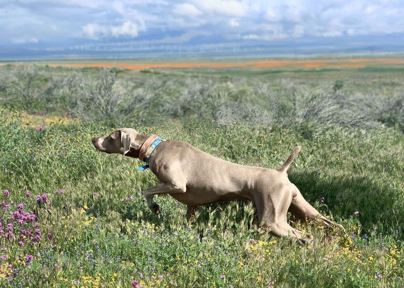 Weimaraner