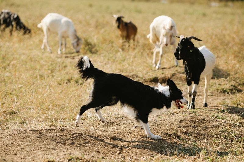 Border Collie