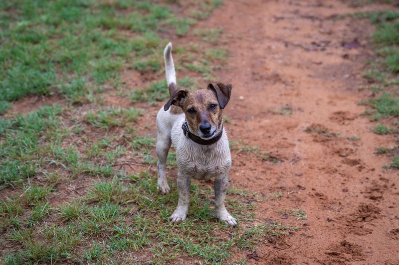 Jack Russell Terrier
