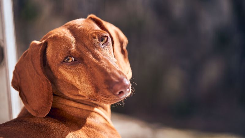 Vizsla
