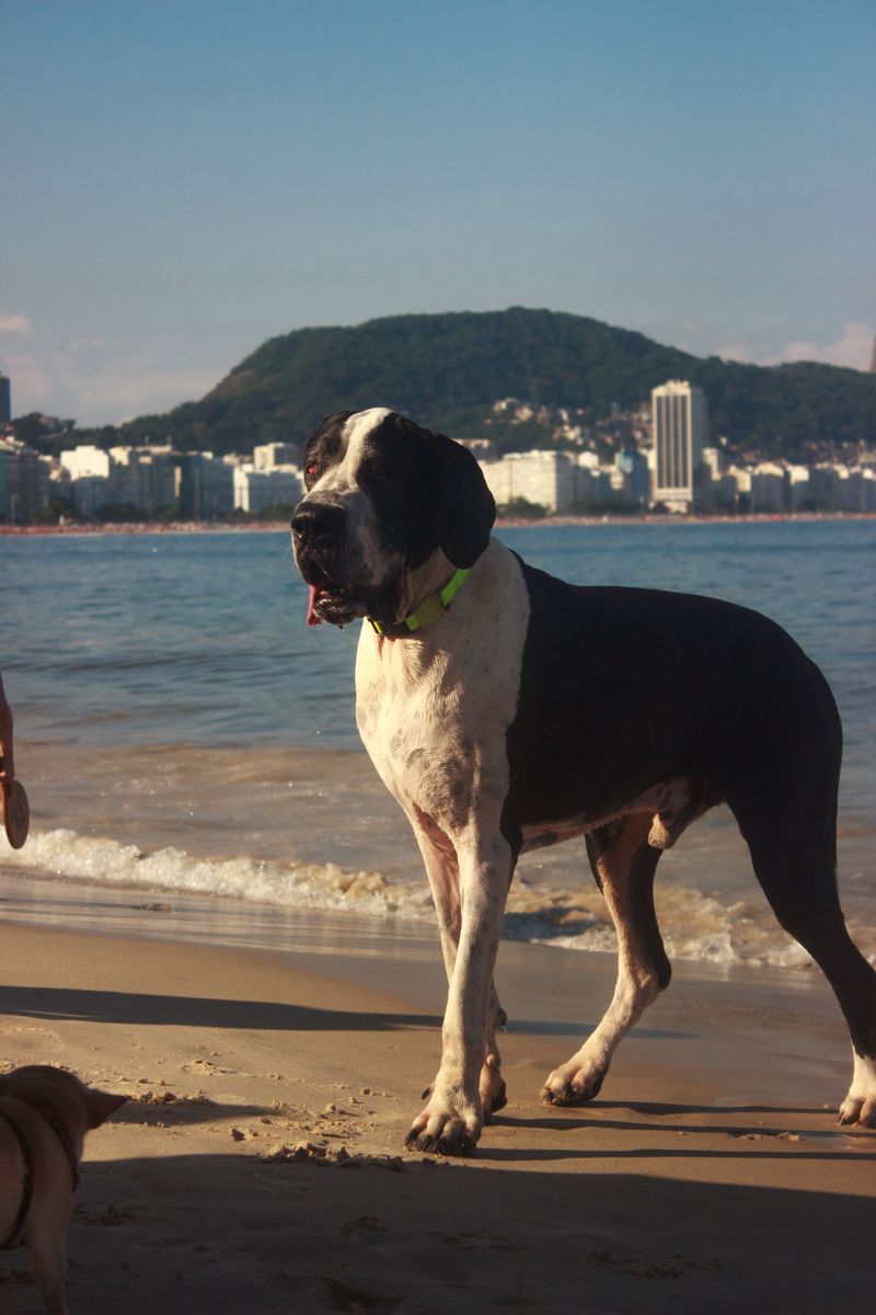 Great Dane, Big Dog in Warm Weather