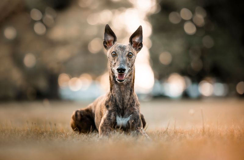 Greyhound