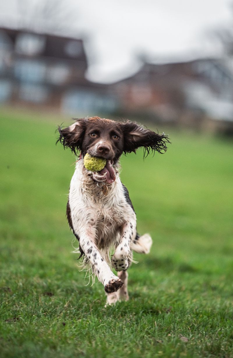 English Springer Spaniels Are Versatile Four-Season Companions