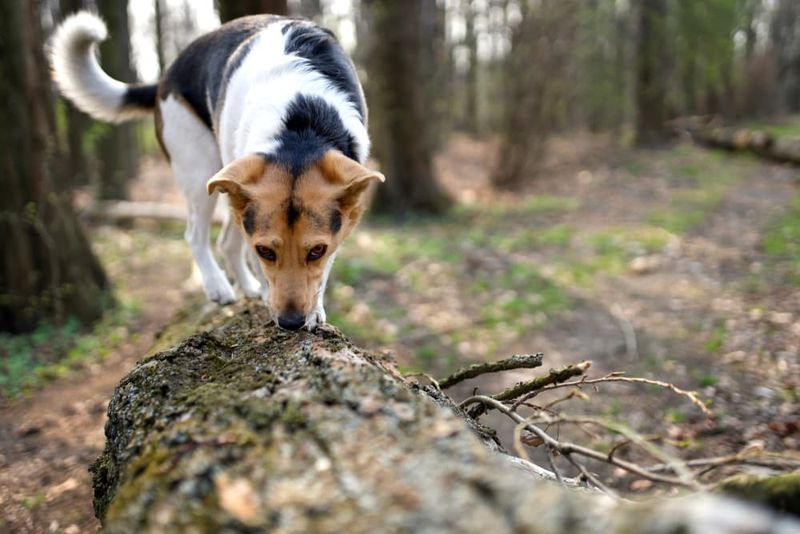 Do Not Let Your Dog Investigate