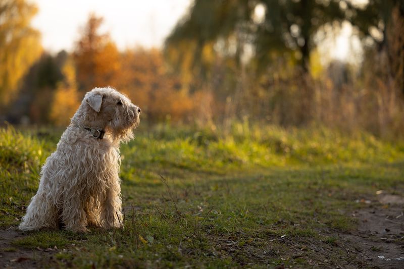 Soft-Coated Wheaten Terrier