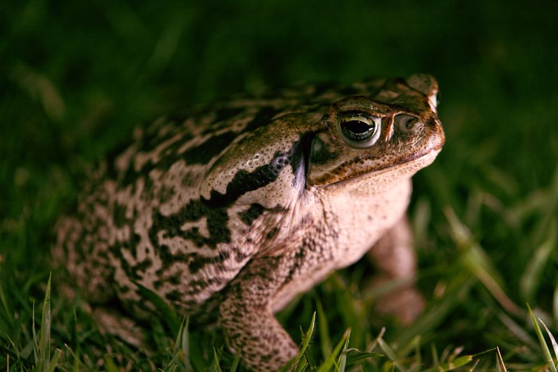 Sonoran Desert Toads