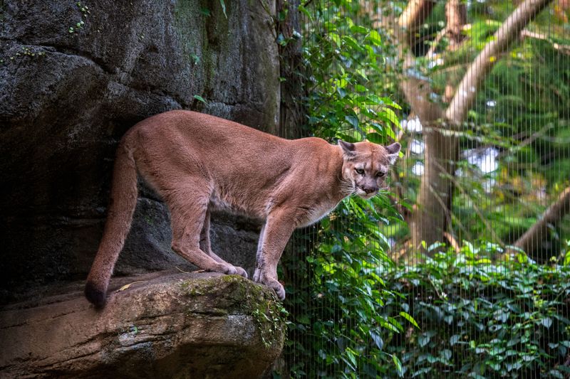 Know What To Do If You See A Cougar