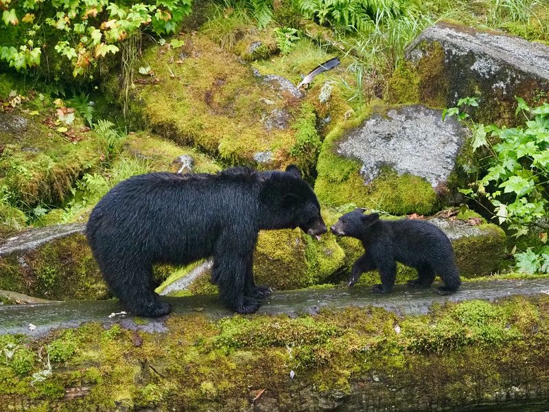 Be Extra Careful Around Cubs
